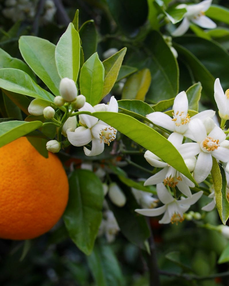 world's end obscura : no.17 clementina floreo (citrus blossom) candle