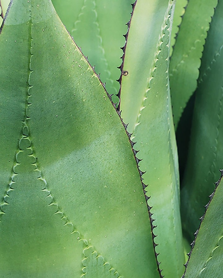 agave bath mitt