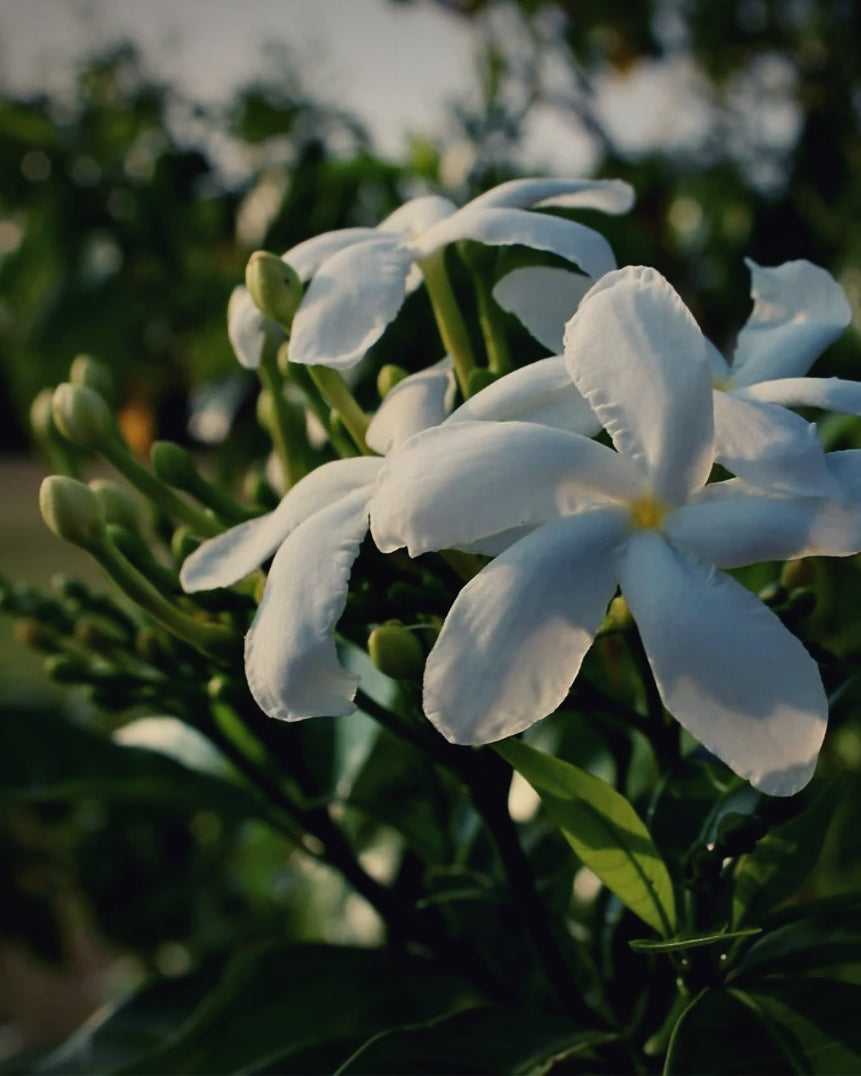 world's end obscura : no.8 jasminum (jasmine) candle